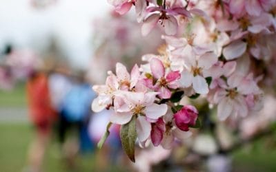 East Devon Easter Events Guide